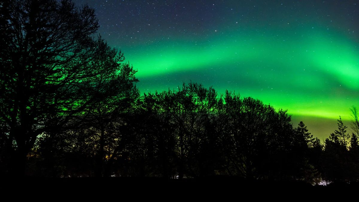 A green glow above the silhouettes of the trees