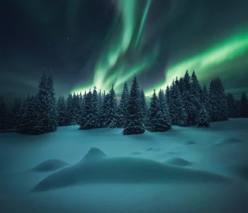 A green glow over a snow-covered coniferous forest
