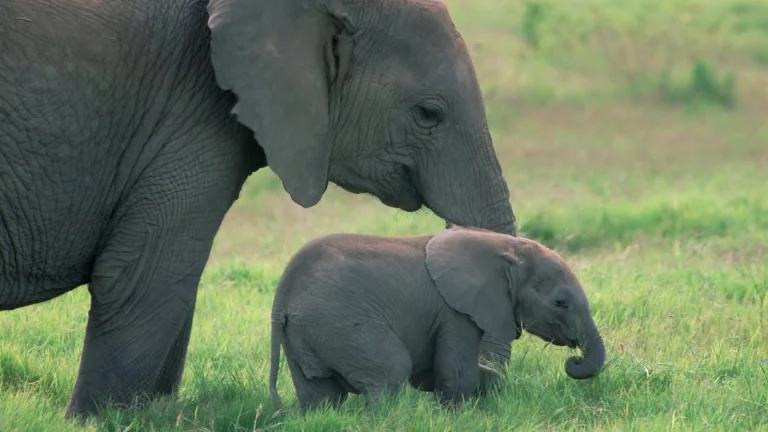 a female elephant with her calf in the african savanna, africa, baby elephants, elephants, herb, herbs, lawns, wild animals, fauna, animals