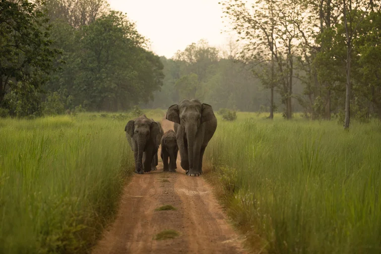 a family of indian elephants on a forest trail, baby elephants, elephants, forest, forests, herb, herbs, lawns, landscapes, paths, trails, pathways, wild animals, fauna, animals