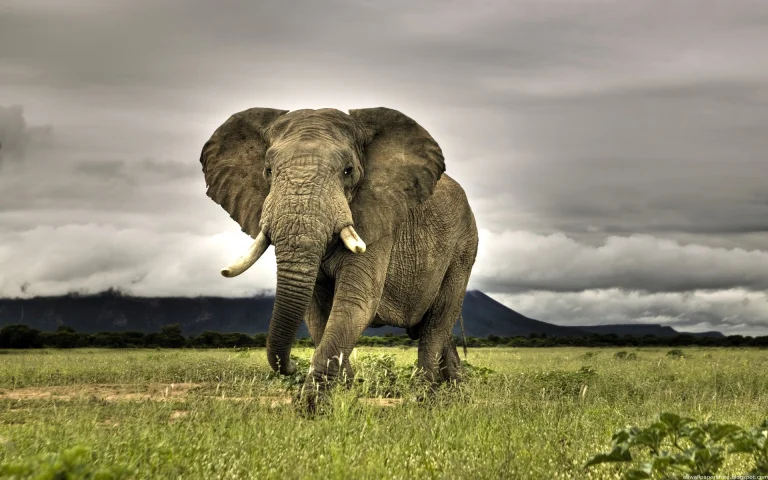 an african elephant under a cloudy sky, clouds, elephants, herb, herbs, lawns, landscapes, look, views, glance, mountains, peaks, hills, savanna, wild animals, fauna, animals