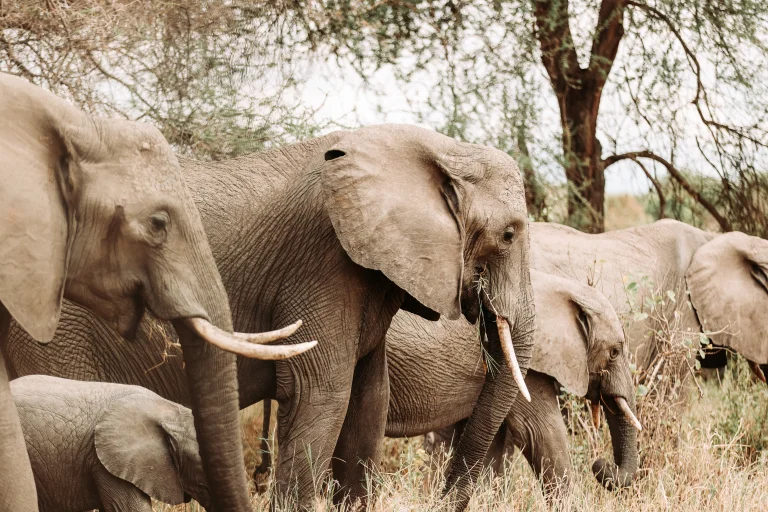 a herd of african elephants in the shade of the savanna trees, africa, elephants, herb, herbs, lawns, savanna, trees, wild animals, fauna, animals