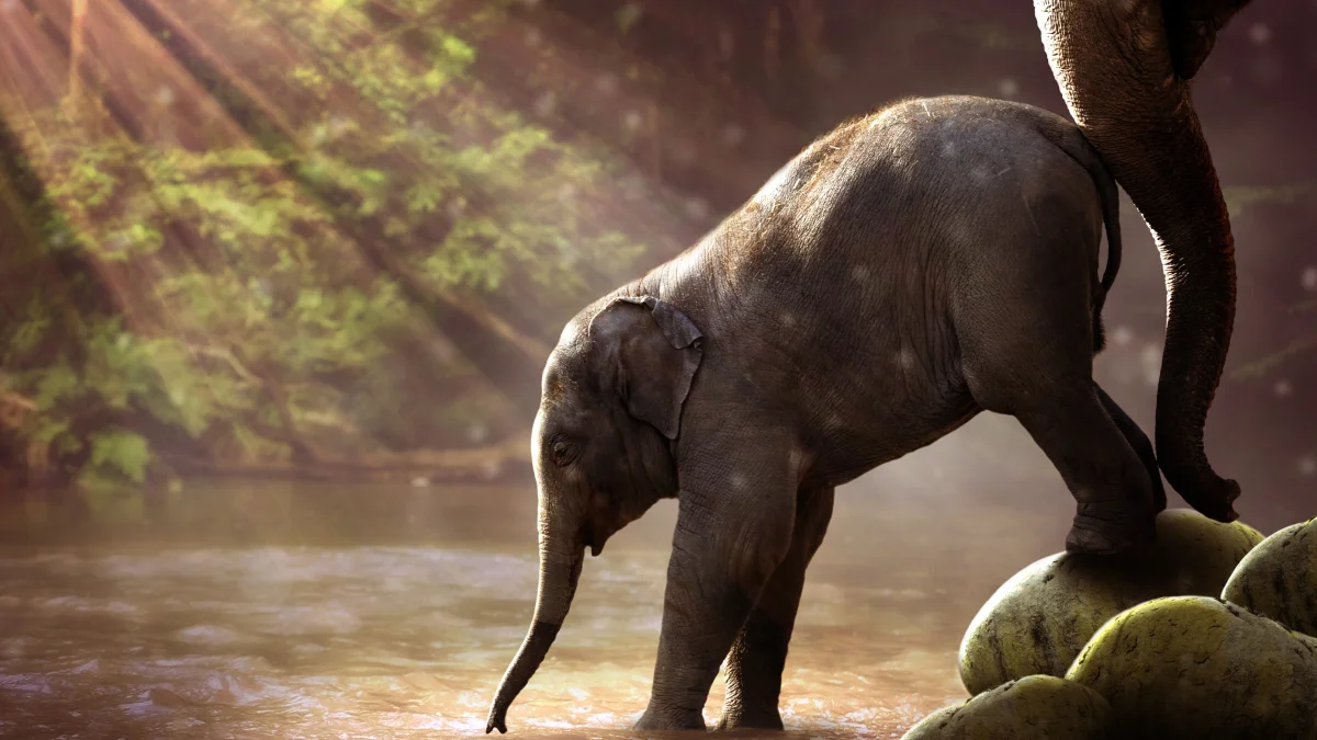 a baby elephant by the river in the morning sun, baby elephants, elephants, rivers, canals, streams, sun, sun rays, sunlight, rays, wild animals, fauna, animals