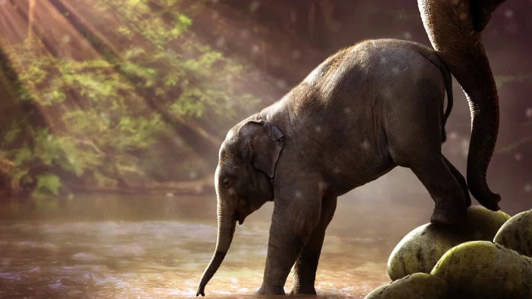 a baby elephant by the river in the morning sun, baby elephants, elephants, rivers, canals, streams, sun, sun rays, sunlight, rays, wild animals, fauna, animals