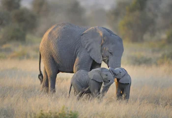 african elephants in the rays of the setting sun, africa, baby elephants, elephants, herb, herbs, lawns, savanna, wild animals, fauna, animals