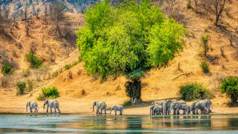 a herd of african elephants at a watering hole, africa, elephants, landscapes, rivers, canals, streams, trees, wild animals, fauna, animals