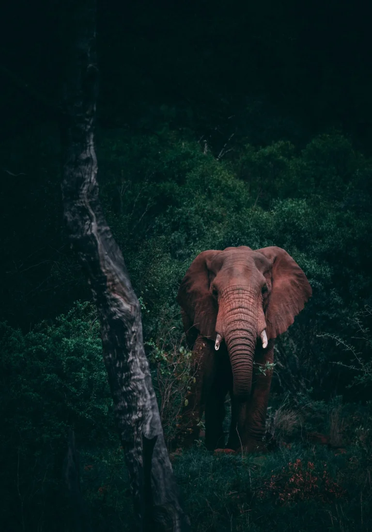 an african elephant in the depths of a dark forest, elephants, forest, forests, look, views, glance, trees, wild animals, fauna, animals