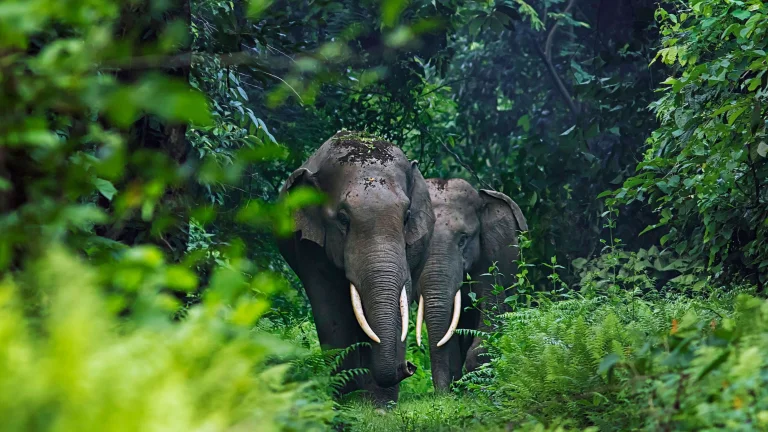 asian elephants in the heart of the rainforest, elephants, forest, forests, paths, trails, pathways, wild animals, fauna, animals