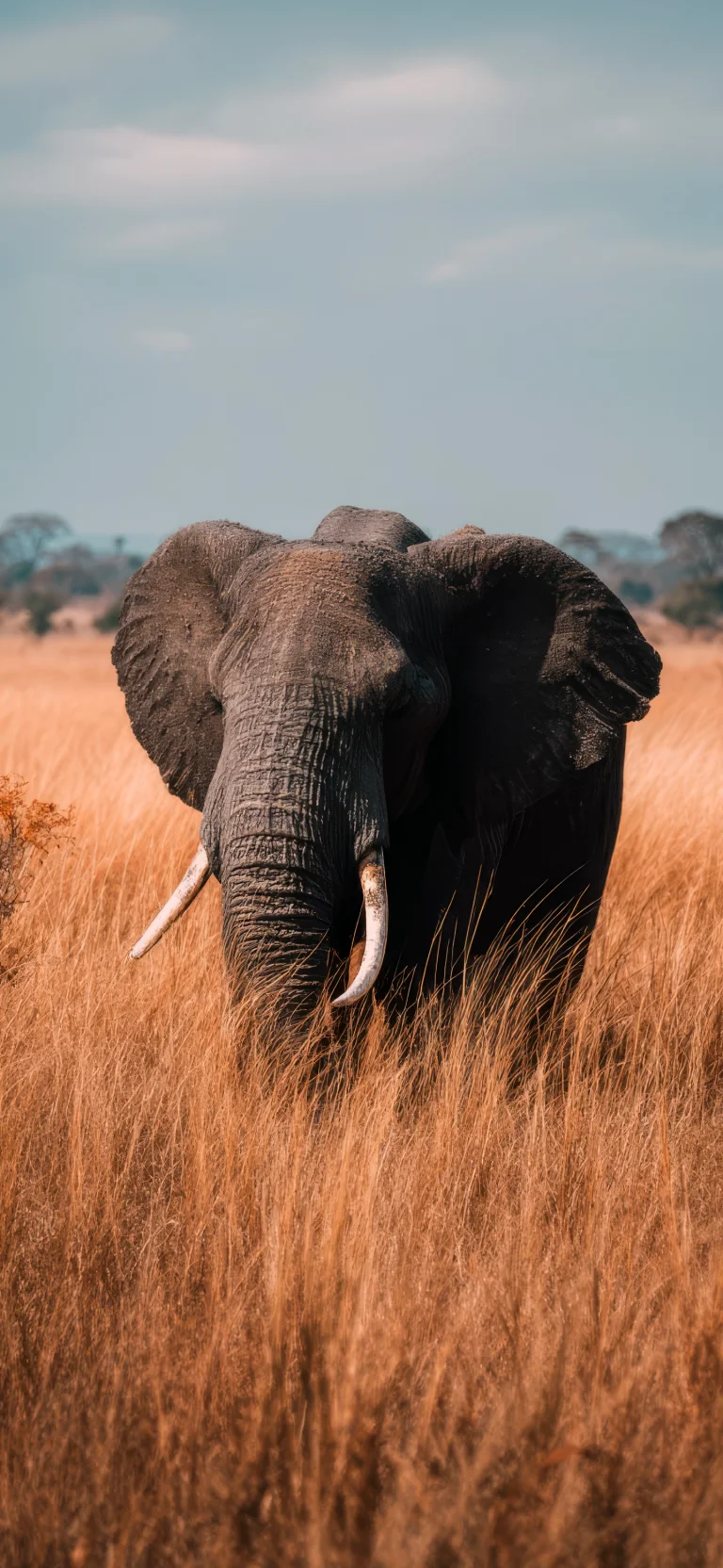 an african elephant in the golden savanna, africa, elephants, herb, herbs, lawns, landscapes, savanna, wild animals, fauna, animals
