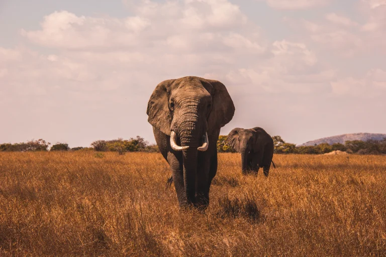african elephants in the dry savanna, africa, clouds, elephants, herb, herbs, lawns, landscapes, mountains, peaks, hills, savanna, wild animals, fauna, animals