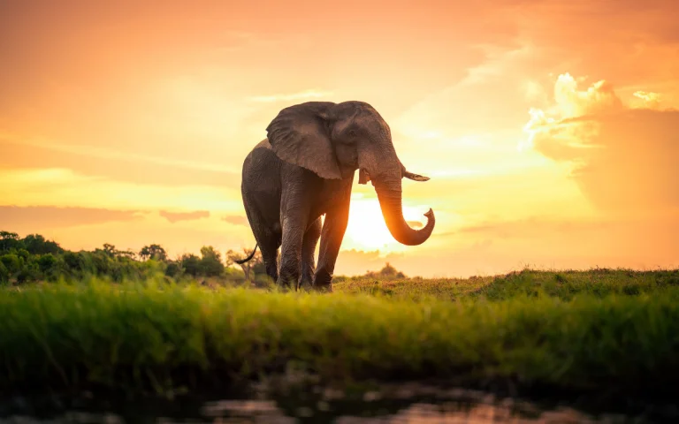 an african elephant bathed in the rays of the setting sun, africa, elephants, herb, herbs, lawns, landscapes, savanna, sunsets, sunset, wild animals, fauna, animals