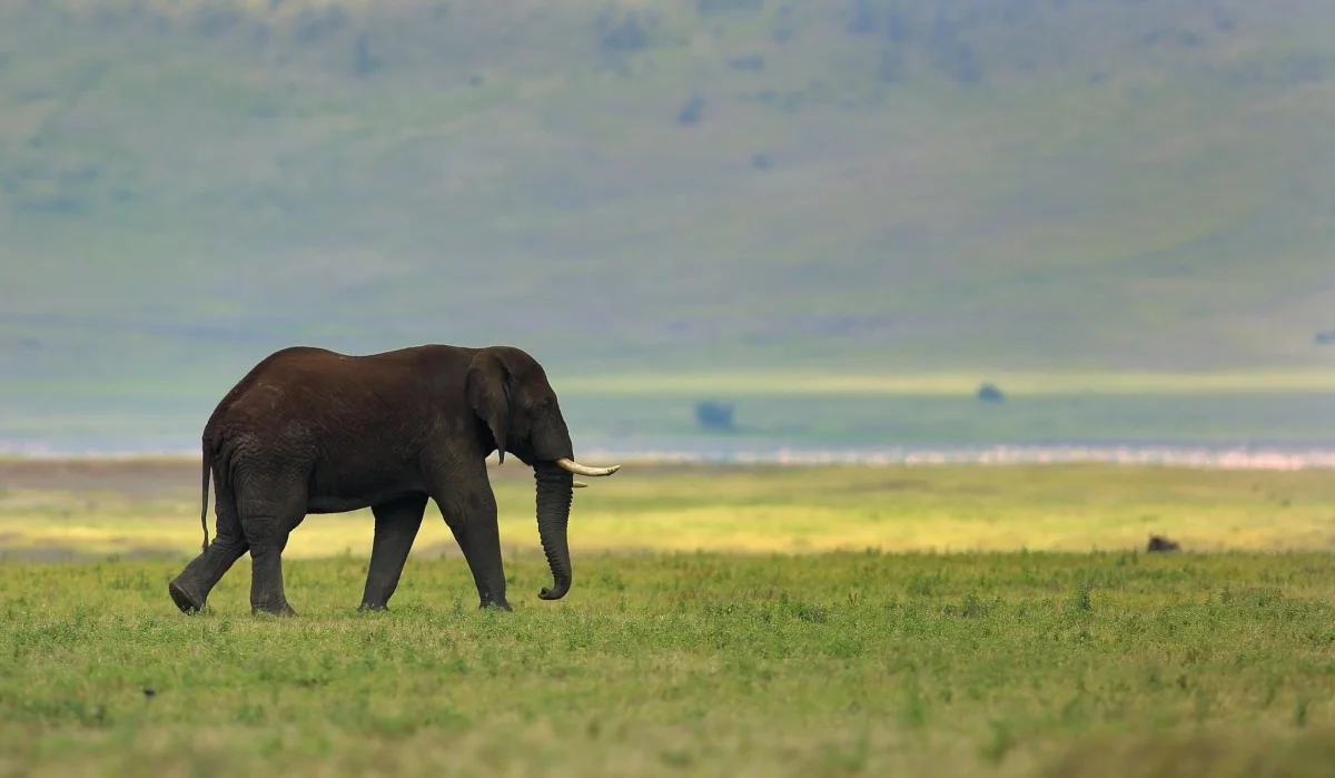 Африканский слон в просторах саванны