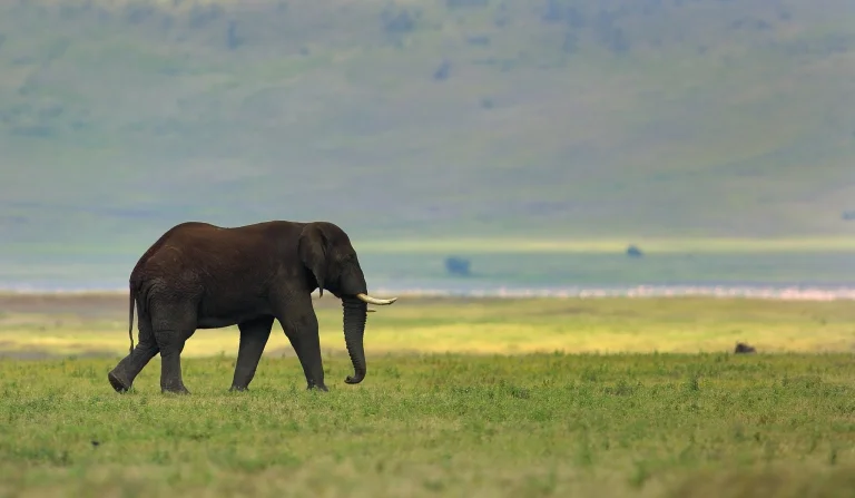 an african elephant in the vast savanna, africa, elephants, herb, herbs, lawns, landscapes, savanna, wild animals, fauna, animals