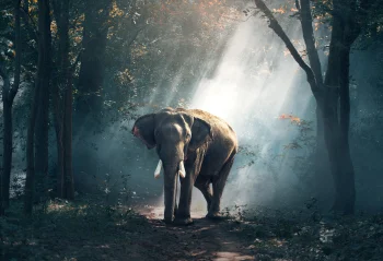 an asian elephant bathed in light among the trees, elephants, fog, forest, forests, paths, trails, pathways, sun, sun rays, sunlight, rays, trees, wild animals, fauna, animals