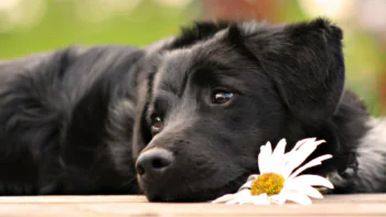 A black Labrador Retriever is resting next to a field daisy