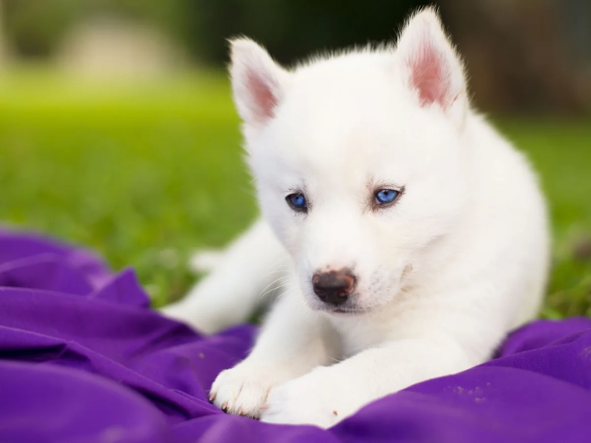 A snow-white Husky puppy with bright blue eyes