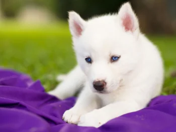 A snow-white Husky puppy with bright blue eyes