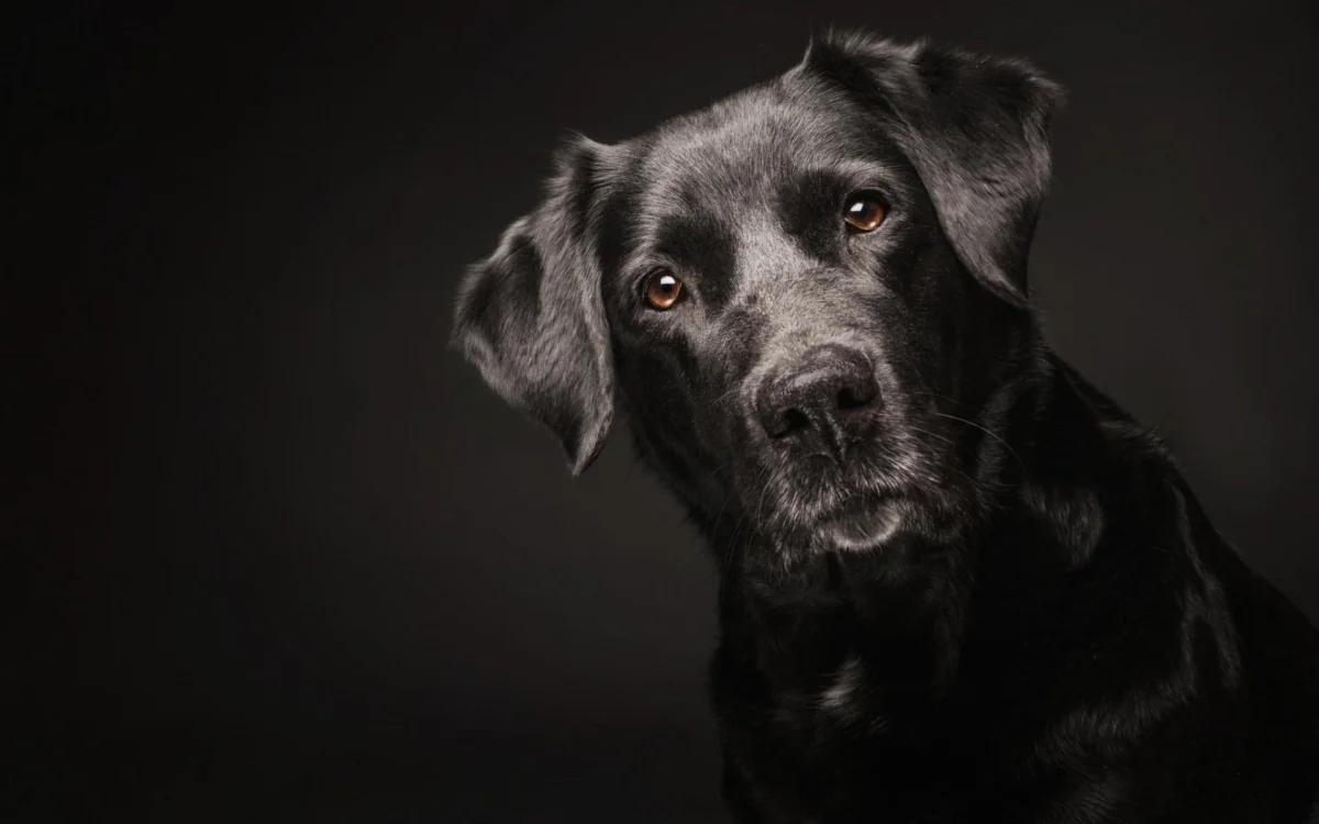 The attentive gaze of a black Labrador