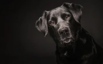 The attentive gaze of a black Labrador