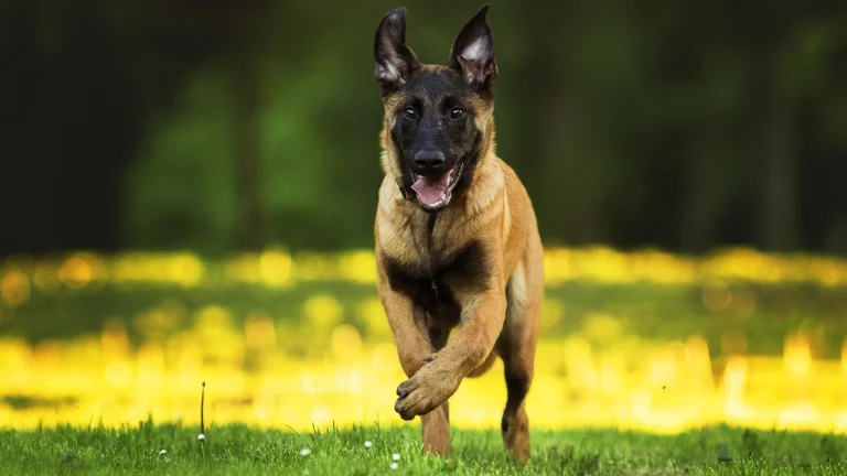 a malinois belgian shepherd running across a green meadow, dogs, herb, herbs, lawns, sheepdogs, animals, fauna