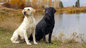 A fawn and a black Labrador on the shore of an autumn lake