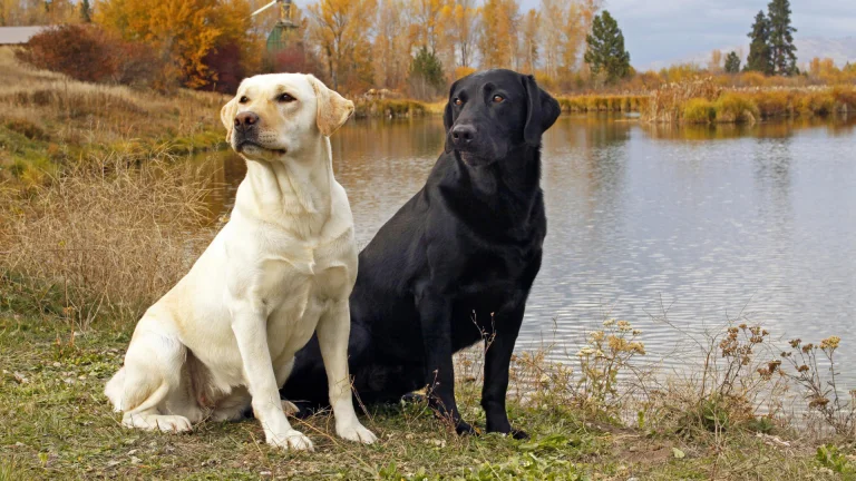 a fawn and a black labrador on the shore of an autumn lake, labradors, autumn, autumns, dogs, herb, herbs, lawns, lakes, bodies of water, leaves, foliage, leafage, frondage, trees, animals, fauna