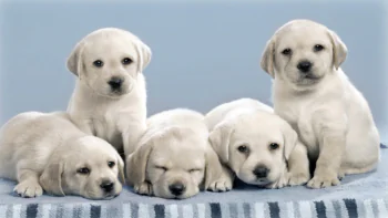 Five Labrador puppies against a light-colored background
