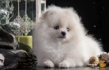 a snow-white pomeranian in festive new year's decorations, spitz, christmas, cute, dogs, new year, winter, winters, animals, fauna