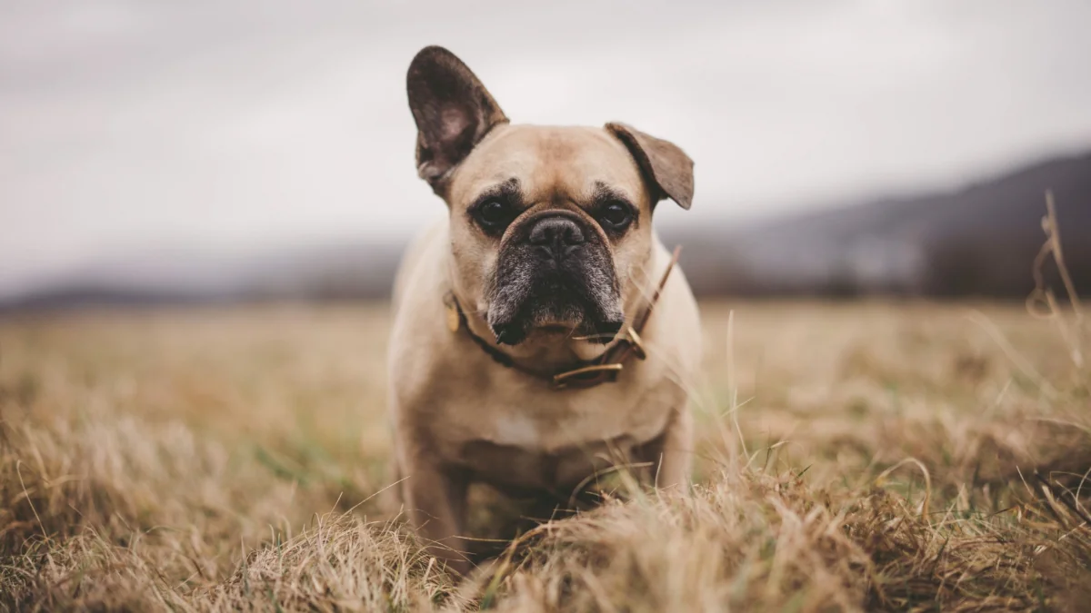 A French bulldog with one ear perked up in a fall field