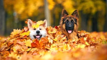 An Akita Inu and a German Shepherd among the vibrant autumn foliage