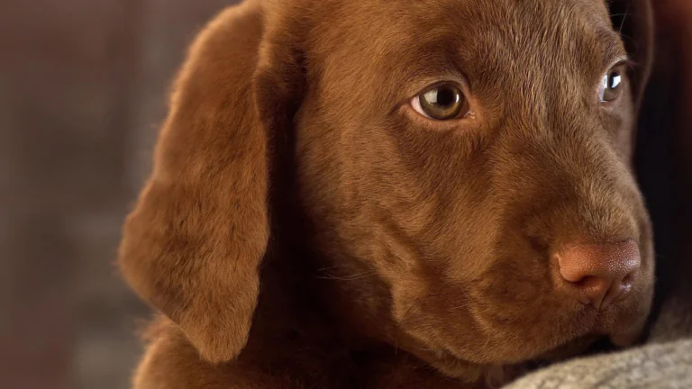 Portrait of a Chocolate Labrador Puppy