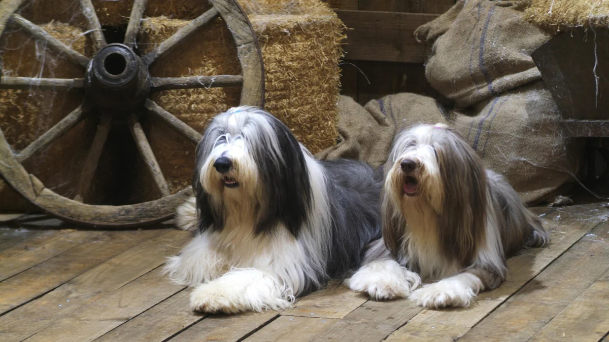 Two bearded collies in an old barn