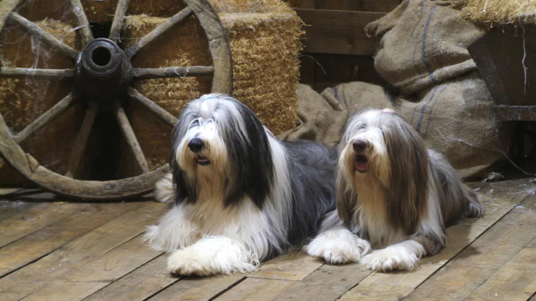Two bearded collies in an old barn
