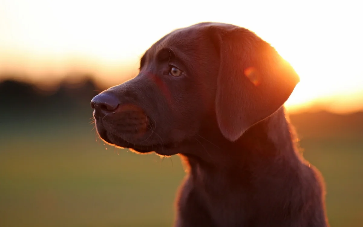 A Labrador puppy bathed in the rays of the setting sun