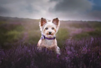 A Yorkshire Terrier among blooming heather on a cloudy day