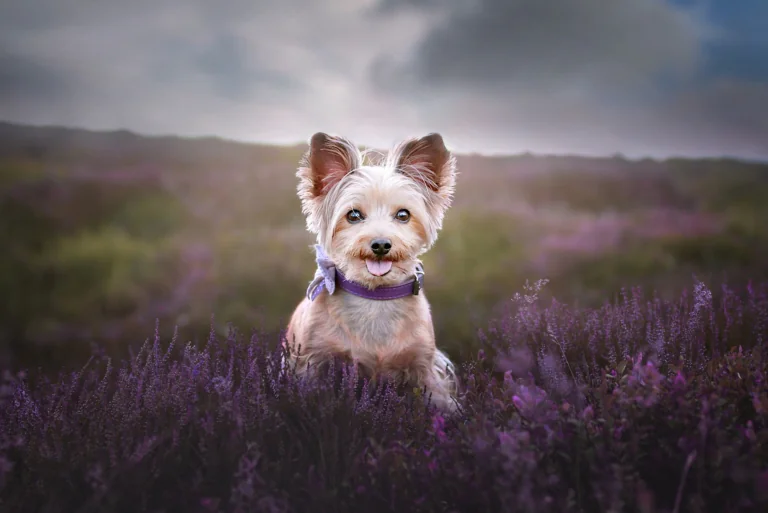 A Yorkshire Terrier among blooming heather on a cloudy day