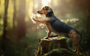 A dachshund on a stump in the morning sun