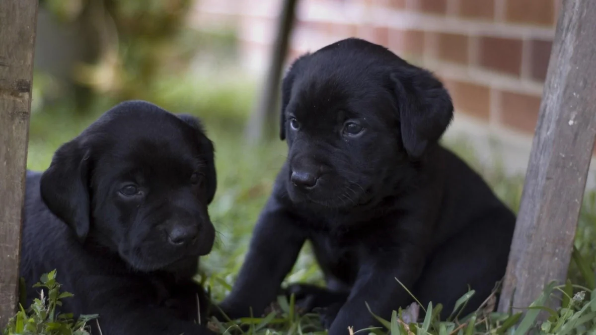 Two black Labrador puppies on green grass