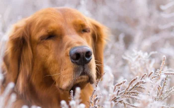A golden retriever among the frost on a freezing day