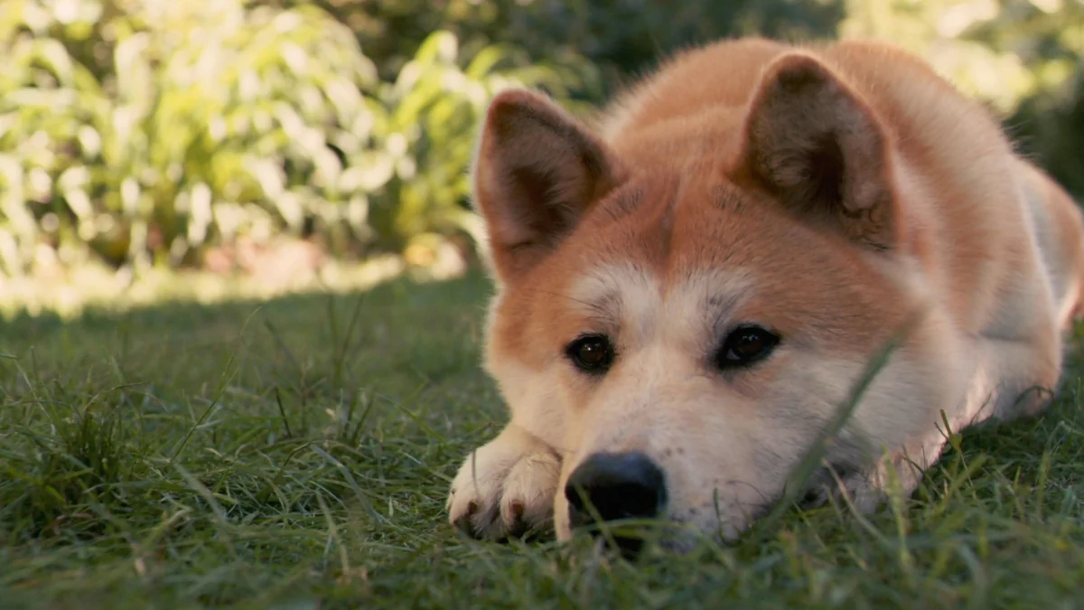 A Shiba Inu is resting on the green grass in the summer sun