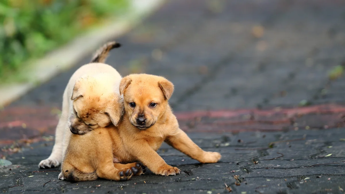 Two puppies are playing on a paved path