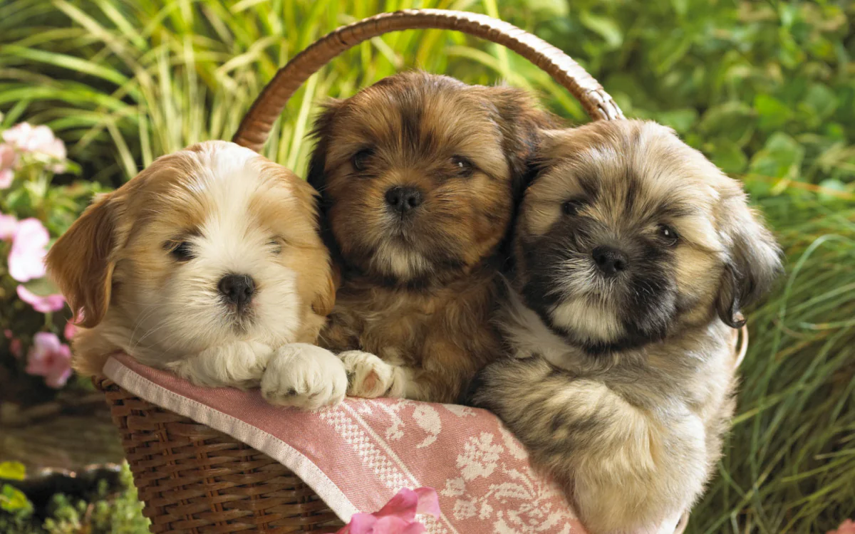 Three Shih Tzu puppies in a wicker basket surrounded by greenery