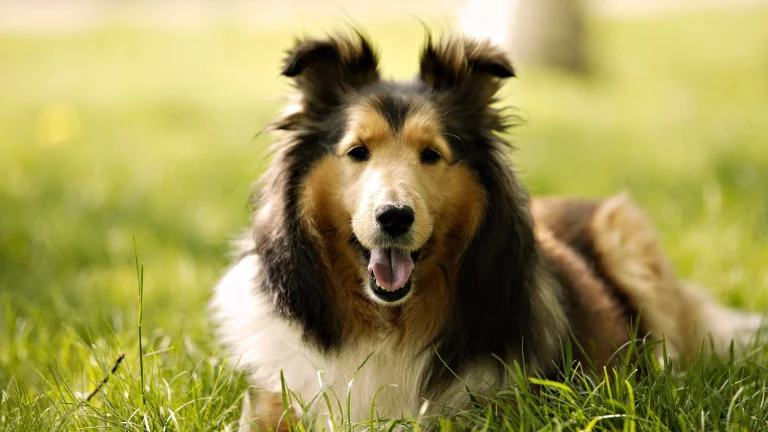 collie is relaxing on a sun-drenched green lawn, collie, collies, dogs, herb, herbs, lawns, animals, fauna
