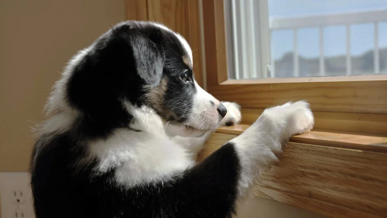 an australian shepherd puppy watching the world go by from the window, australian shepherd, dogs, puppies, sheepdogs, animals, fauna