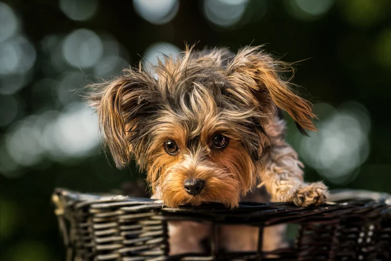 a yorkshire terrier in a wicker basket, yorkshire terrier, dogs, look, views, glance, macro photography, macro, animals, fauna