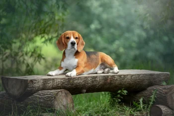 a beagle resting on a wooden bench, beagle, beagles, benches, dogs, forest, forests, herb, herbs, lawns, parks, national parks, summer, animals, fauna
