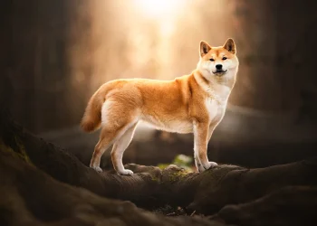 a shiba inu in the rays of the setting sun in the forest, shiba inu, dogs, forest, forests, sun, sun rays, sunlight, rays, sunsets, sunset, trees, animals, fauna