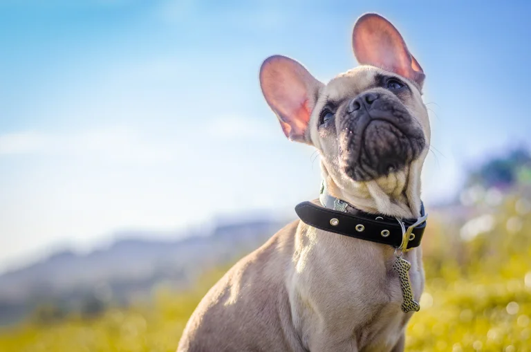 a french bulldog basking in the morning sun during a walk, french bulldog, bulldogs, dogs, herb, herbs, lawns, sky, animals, fauna