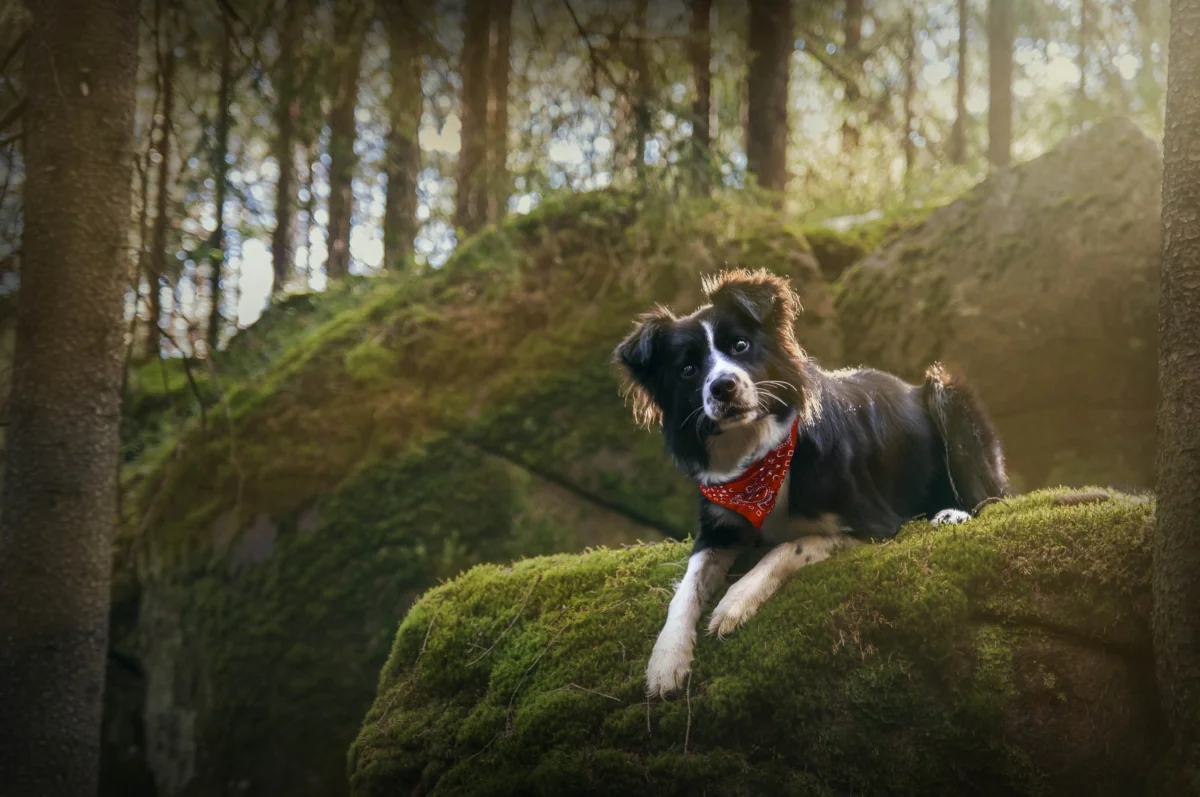 A Border Collie basking in the sun on a mossy rock in the woods