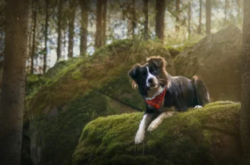 A Border Collie basking in the sun on a mossy rock in the woods